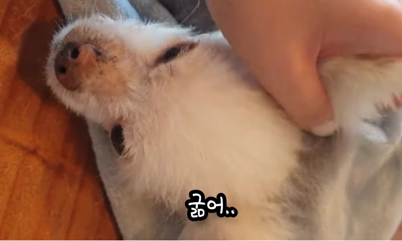 고독사한 주인품에서 발견된 강아지 | 인스티즈