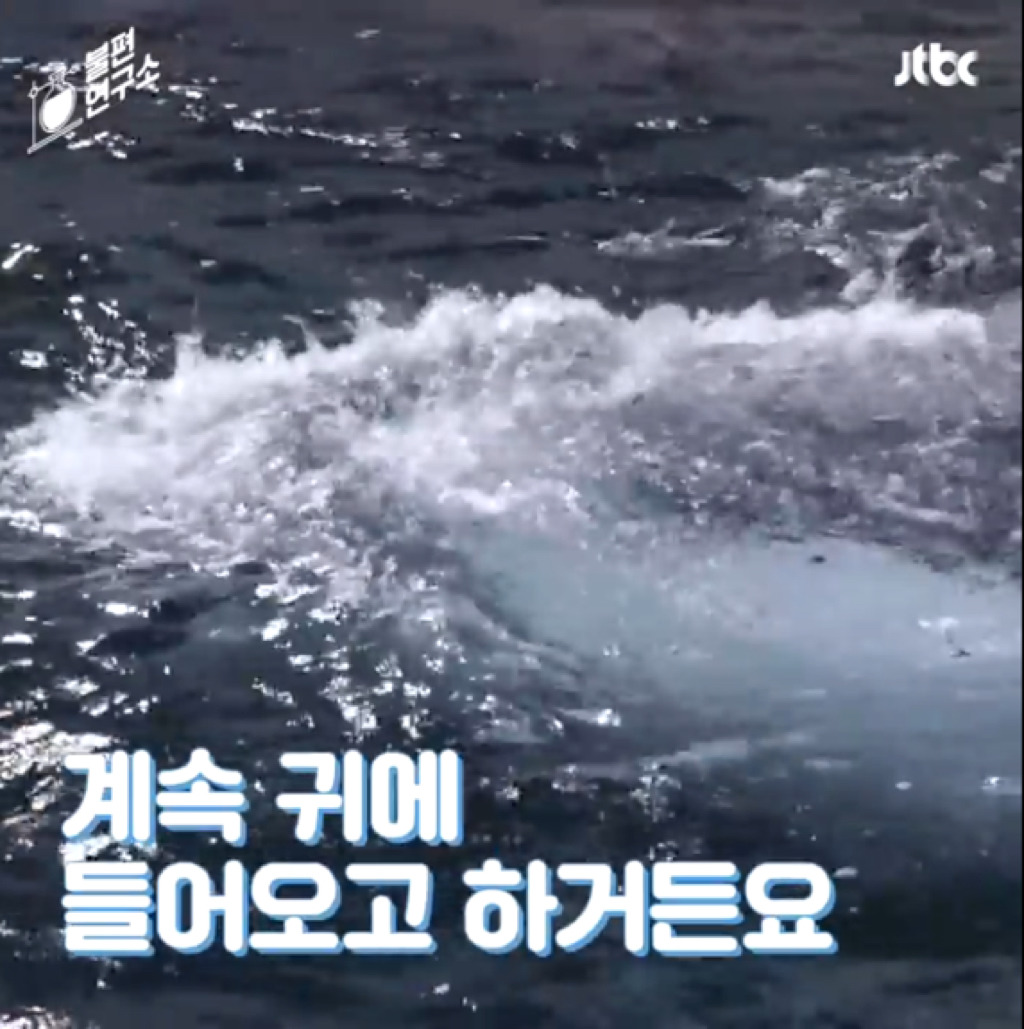 돌고래를 전시하는 수족관에 절대 가지 마세요 | 인스티즈