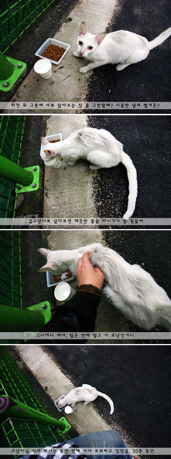고양이를 주웠어요 + 그 이후 | 인스티즈