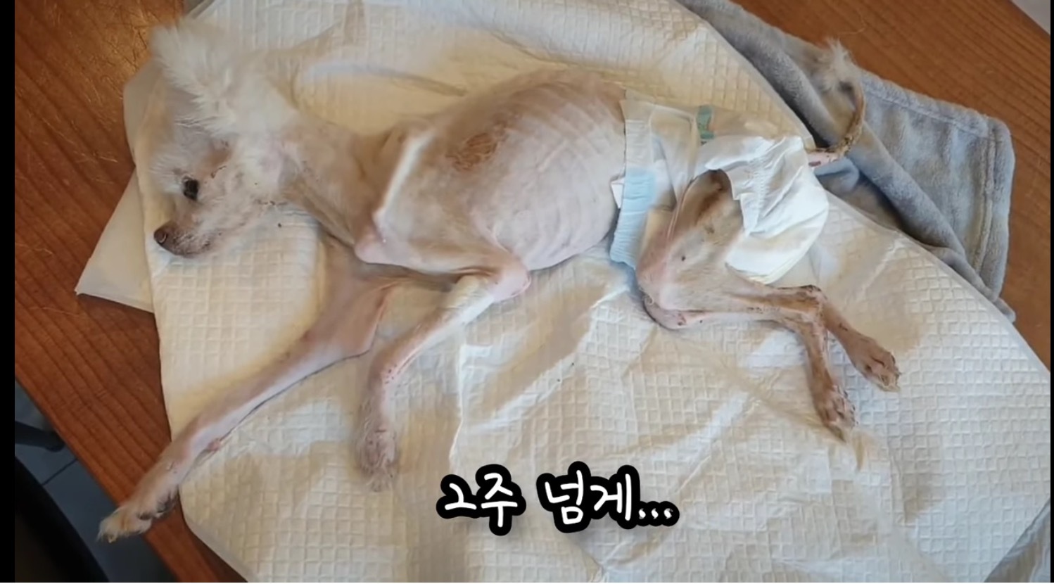 고독사한 주인품에서 발견된 강아지 | 인스티즈