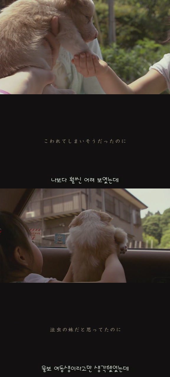 있잖아 마리모, 나 다시 개를 기르고 싶어 (마리모이야기) | 인스티즈