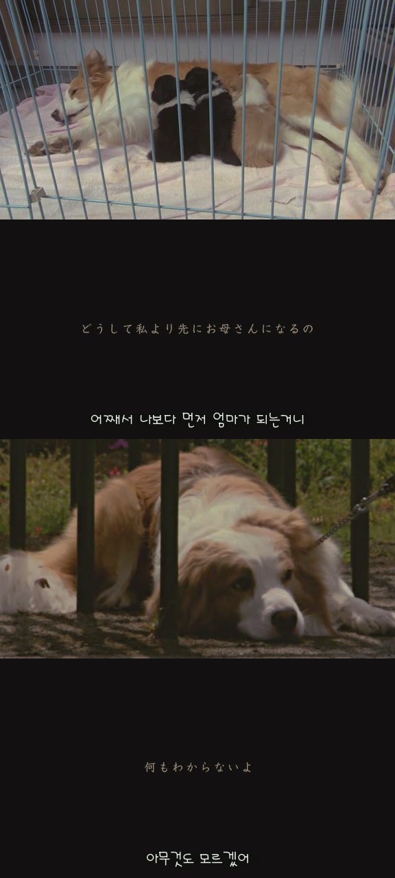 있잖아 마리모, 나 다시 개를 기르고 싶어 (마리모이야기) | 인스티즈
