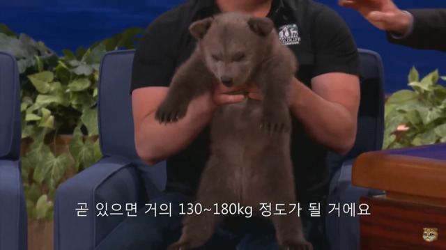 생후 11주된 아기 불곰의 충격적인 귀여움(코난 오브라이언 쇼) | 인스티즈