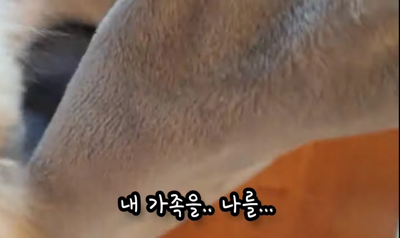 고독사한 주인품에서 발견된 강아지 | 인스티즈
