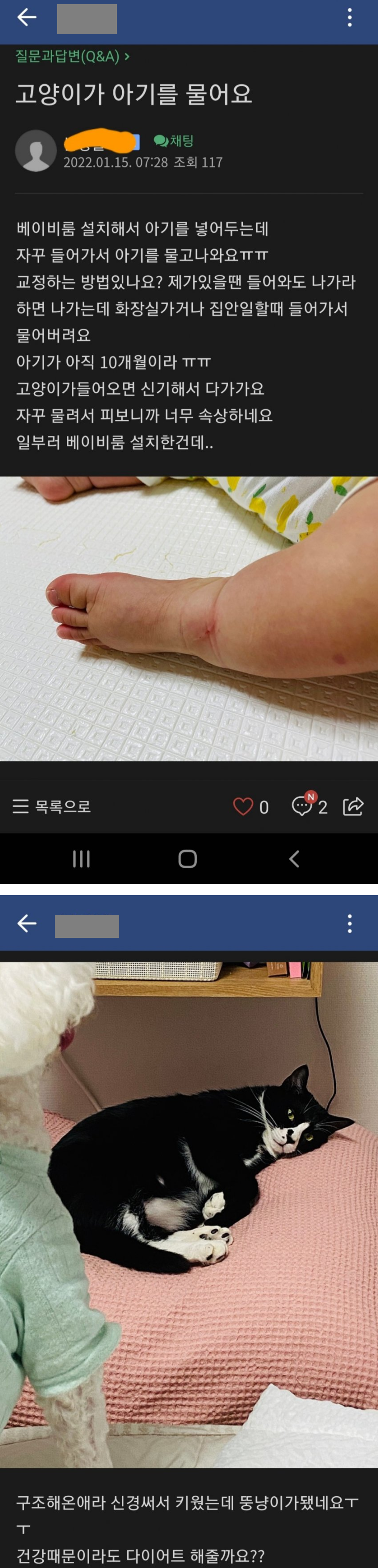고양이가 아기를 물어요.. 꿋꿋이 키우는데 ㅠㅠ | 인스티즈