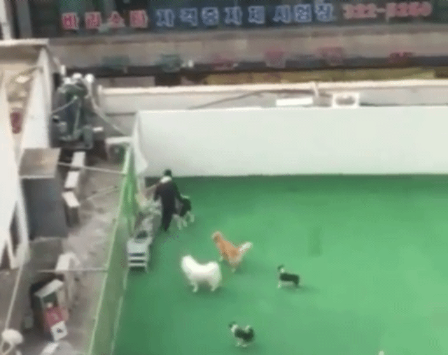 동물학대 애견유치원 사과문.jpgif | 인스티즈