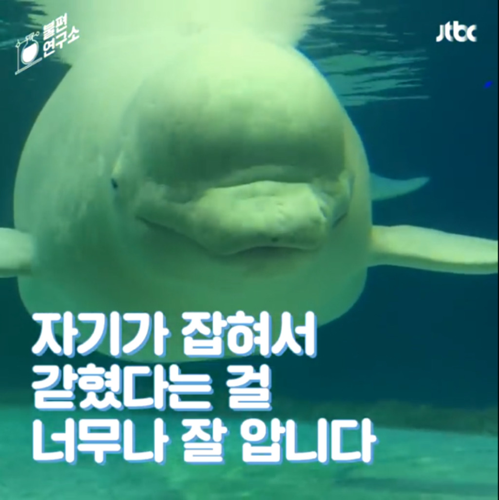 돌고래를 전시하는 수족관에 절대 가지 마세요 | 인스티즈