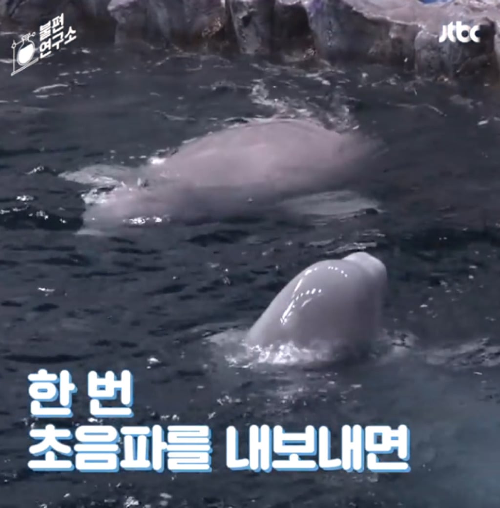 돌고래를 전시하는 수족관에 절대 가지 마세요 | 인스티즈