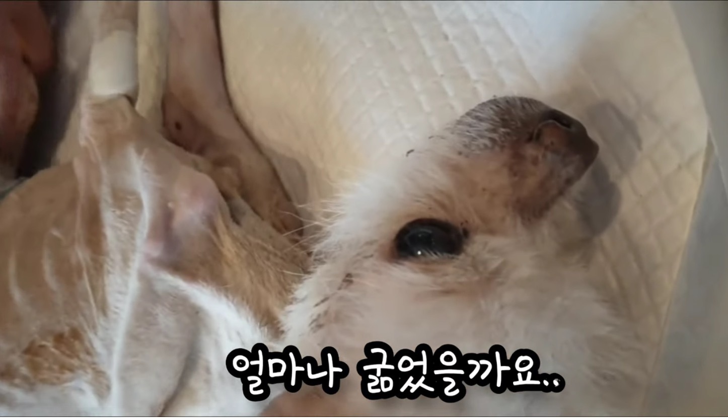 고독사한 주인품에서 발견된 강아지 | 인스티즈
