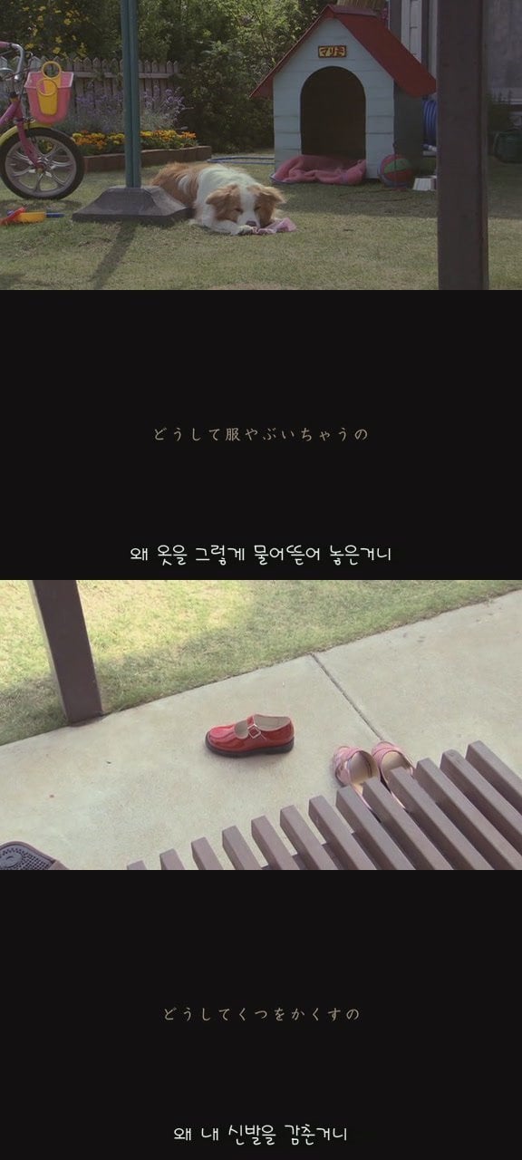 있잖아 마리모, 나 다시 개를 기르고 싶어 (마리모이야기) | 인스티즈
