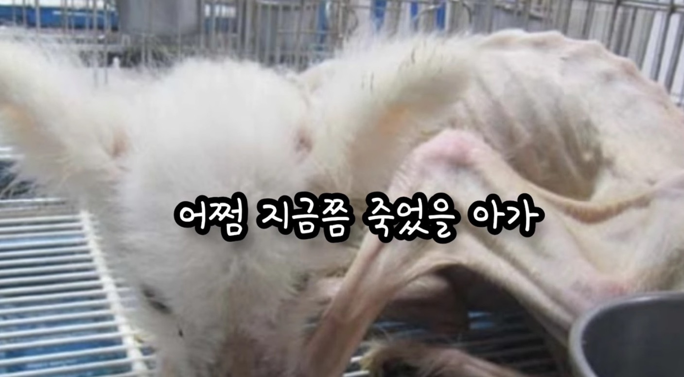 고독사한 주인품에서 발견된 강아지 | 인스티즈