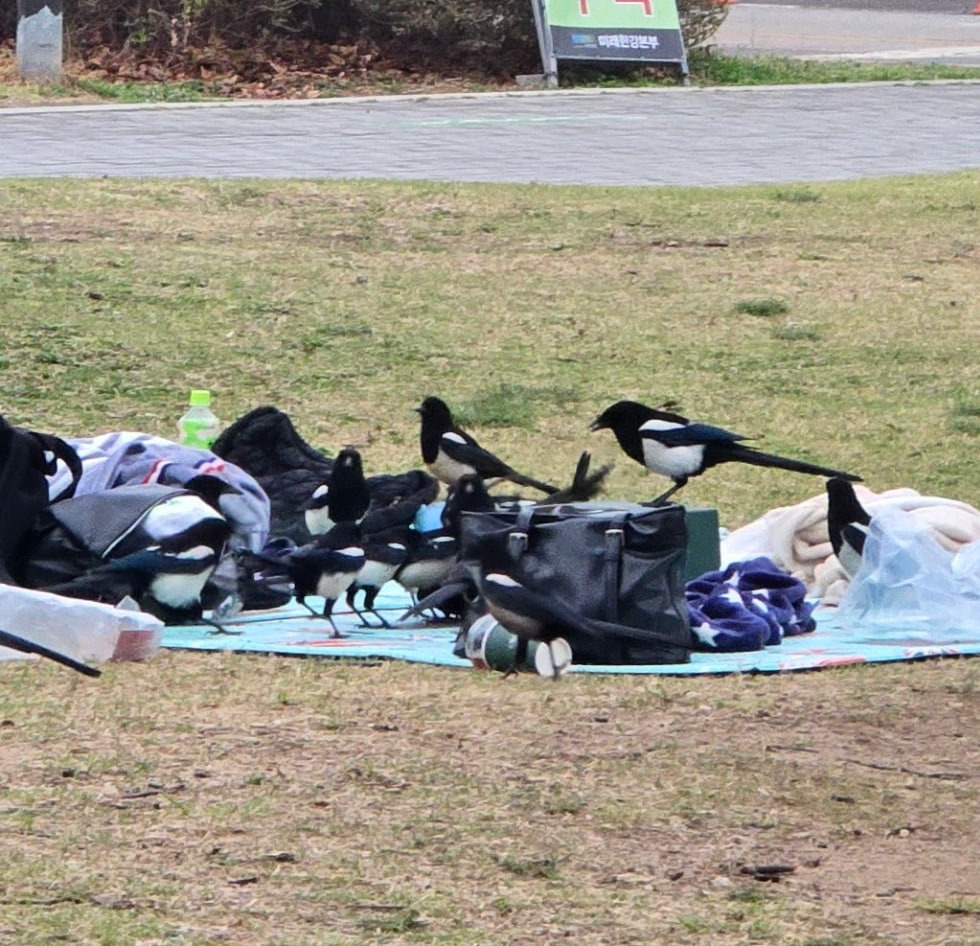 한강 피크닉 가서 절대 자리 비우면 안 되는 이유 | 인스티즈