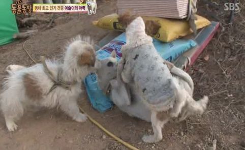 동네 최고 인기견 이슬이 ㅋㅋㅋㅋ.jpg | 인스티즈