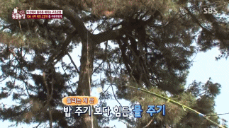 [동물농장] 10m 나무 위에 사는 고양이와 할머니들.jpg | 인스티즈