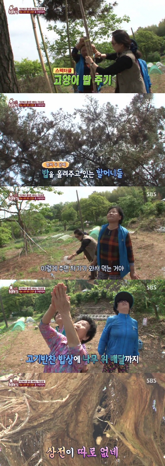 [동물농장] 10m 나무 위에 사는 고양이와 할머니들.jpg | 인스티즈