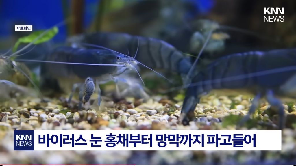 최근 확산중인 "중국발 미스테리 눈병" | 인스티즈