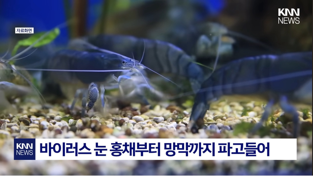염증 생기더니..."앞이 안 보여요?" 중국발 미스테리 눈병 확산 패닉' | 인스티즈