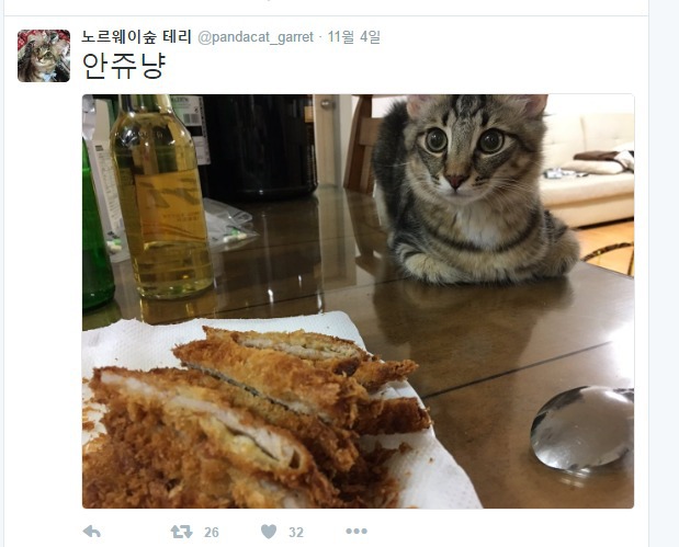 식탐 강한 고양이 | 인스티즈