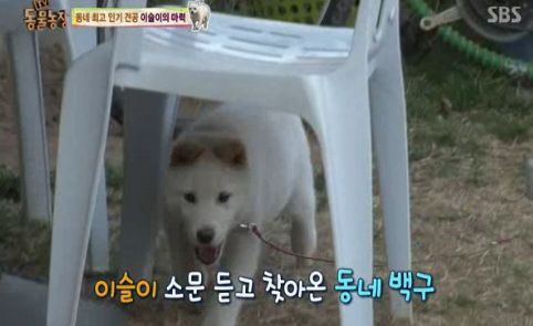 동네 최고 인기견 이슬이 ㅋㅋㅋㅋ.jpg | 인스티즈
