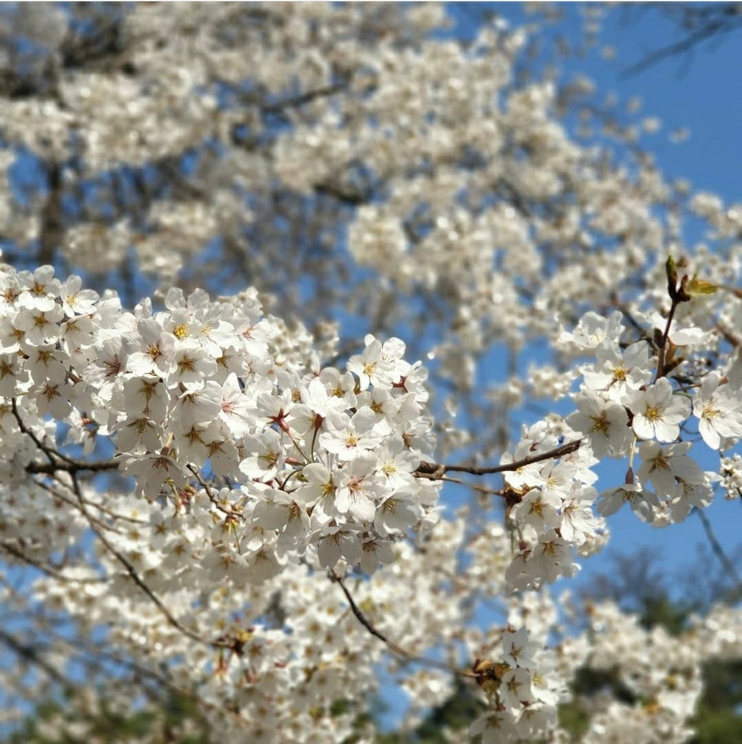 서울대학교 입학식 | 인스티즈