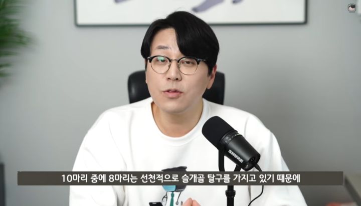 수의사가 뜯어말리는 sns 광고 반려동물 용품 | 인스티즈