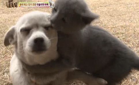 동네 최고 인기견 이슬이 ㅋㅋㅋㅋ.jpg | 인스티즈