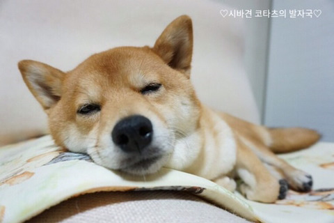 담배랑 안맞는거 같은데 못끊는 사람들 특징.jpg | 인스티즈