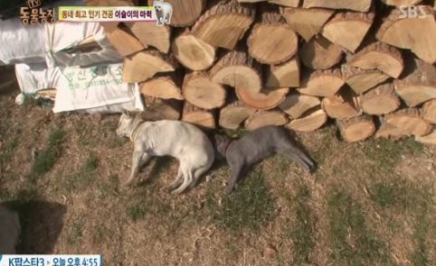 동네 최고 인기견 이슬이 ㅋㅋㅋㅋ.jpg | 인스티즈