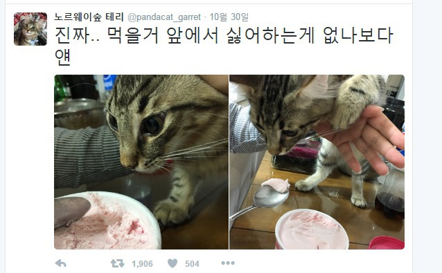 식탐 강한 고양이 | 인스티즈