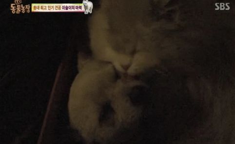 동네 최고 인기견 이슬이 ㅋㅋㅋㅋ.jpg | 인스티즈
