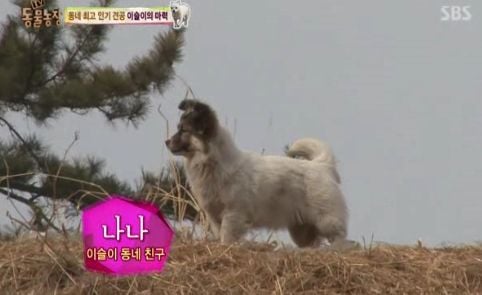 동네 최고 인기견 이슬이 ㅋㅋㅋㅋ.jpg | 인스티즈