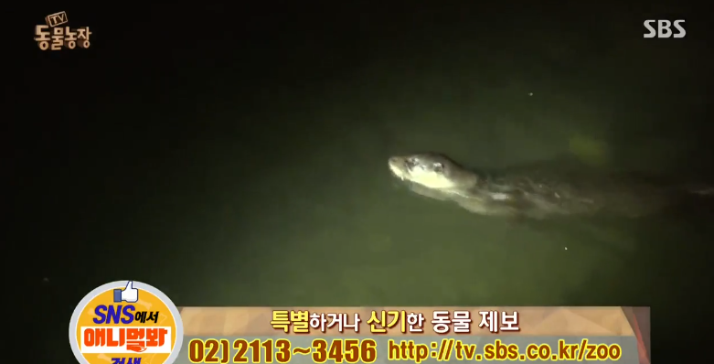 매일 생선털리는 횟집사장님 (Feat.달수) | 인스티즈