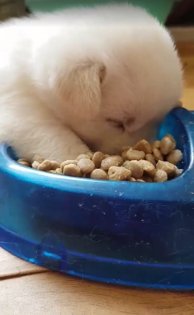 먹다가 잔 댕댕이.jpg | 인스티즈