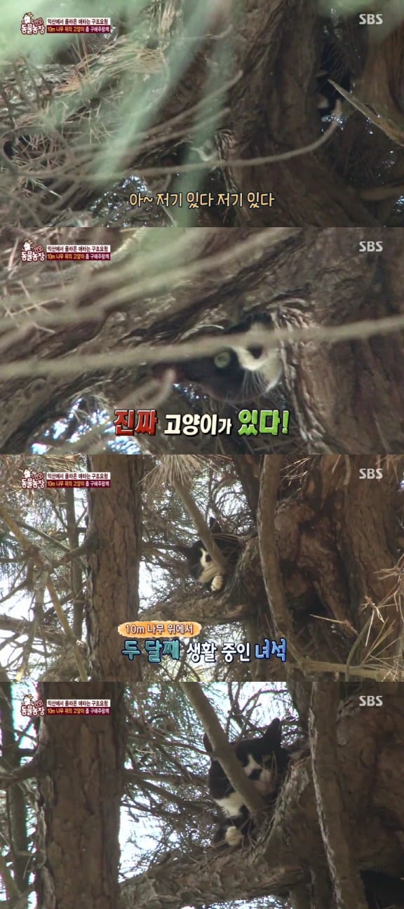 [동물농장] 10m 나무 위에 사는 고양이와 할머니들.jpg | 인스티즈