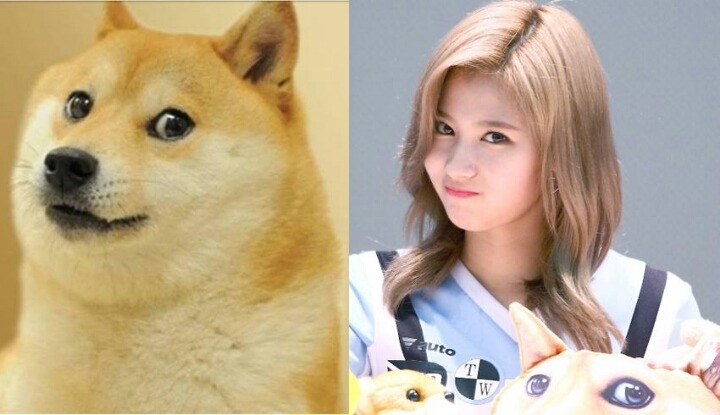 강아지상 사나.jpg | 인스티즈