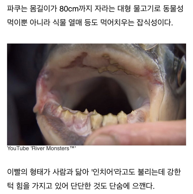 남성 성기를 '땅콩'으로 착각해 물어뜯는 식인 물고기 (물고기 사진주의) | 인스티즈