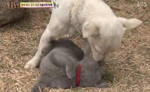 동네 최고 인기견 이슬이 ㅋㅋㅋㅋ.jpg | 인스티즈