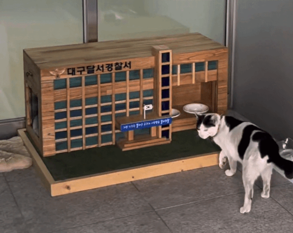 '전국 최초' 경찰서에 집 생긴 고양이…"민중의 지팡이가 집사냥" | 인스티즈