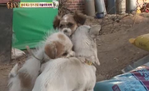 동네 최고 인기견 이슬이 ㅋㅋㅋㅋ.jpg | 인스티즈