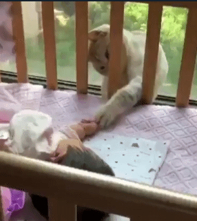 아기 만지는 냥이 | 인스티즈