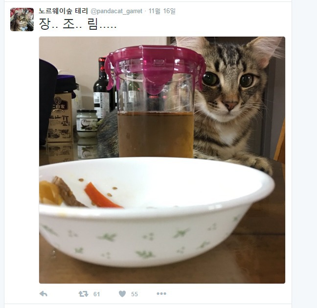 식탐 강한 고양이 | 인스티즈
