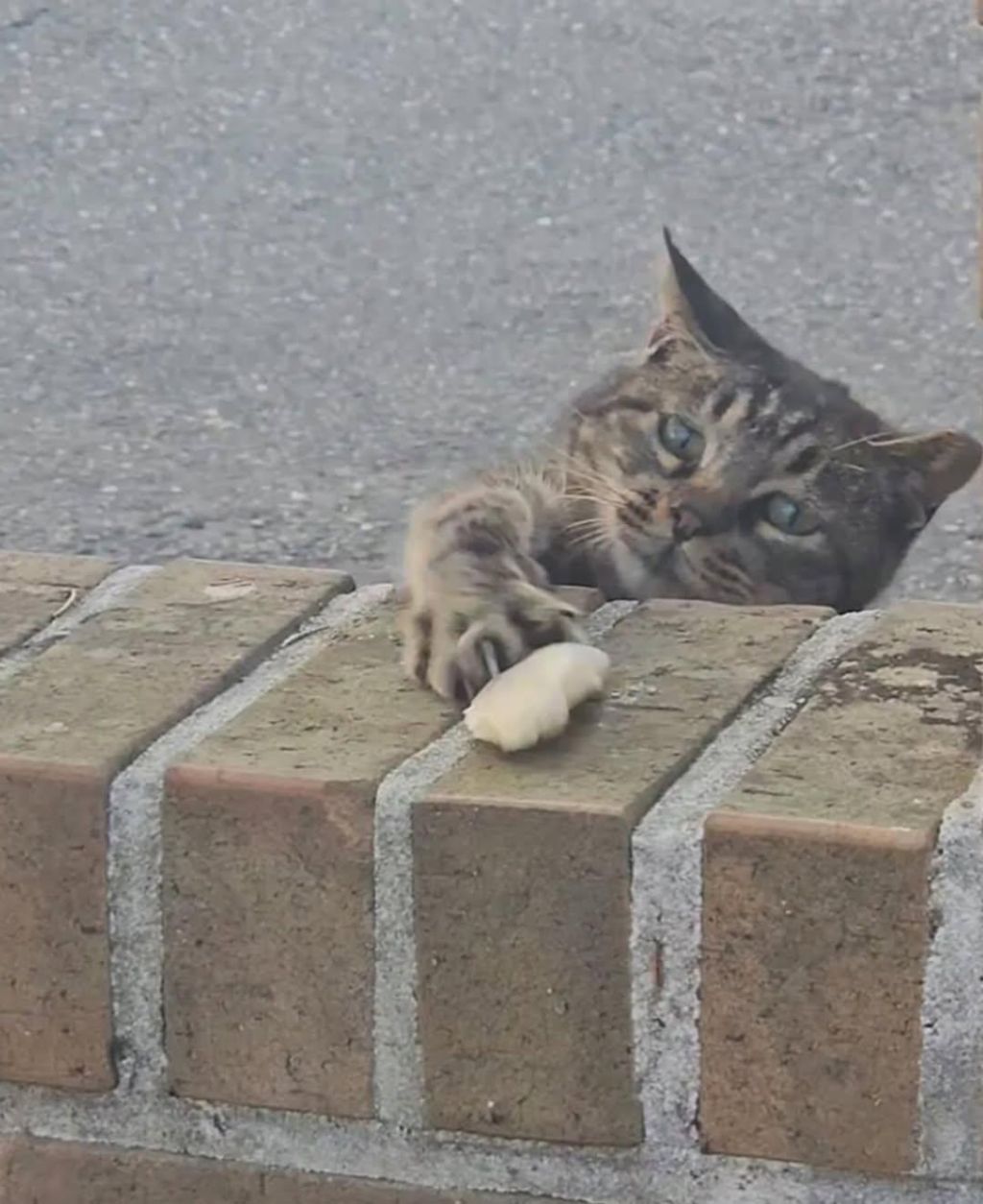 가게 앞에 처음 보는 고양이가 있어서 간식줬는데,, | 인스티즈