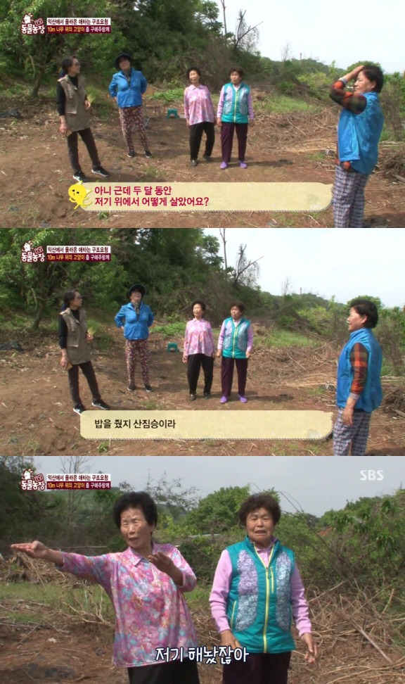 [동물농장] 10m 나무 위에 사는 고양이와 할머니들.jpg | 인스티즈