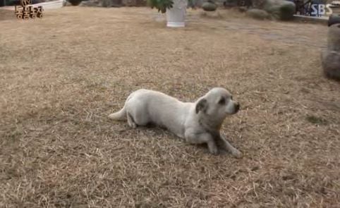 동네 최고 인기견 이슬이 ㅋㅋㅋㅋ.jpg | 인스티즈