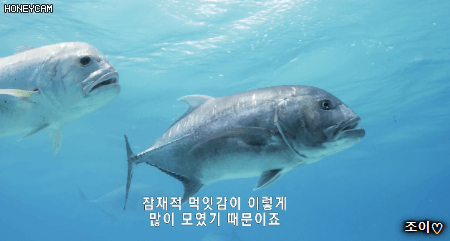 어린 갈매기를 잡아먹는 무명갈전갱이.gif | 인스티즈
