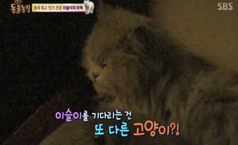 동네 최고 인기견 이슬이 ㅋㅋㅋㅋ.jpg | 인스티즈