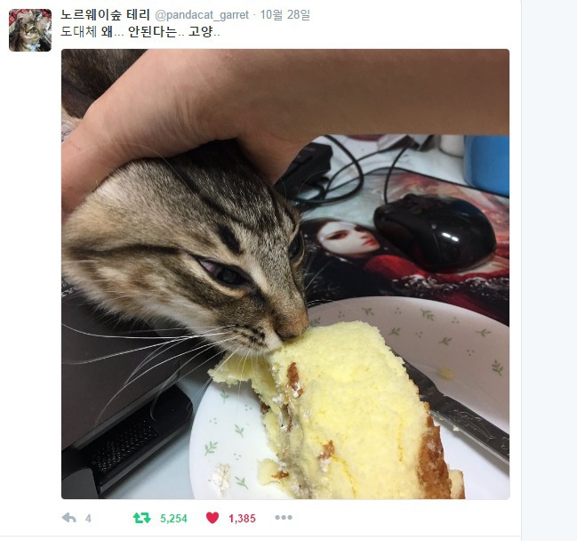 식탐 강한 고양이 | 인스티즈