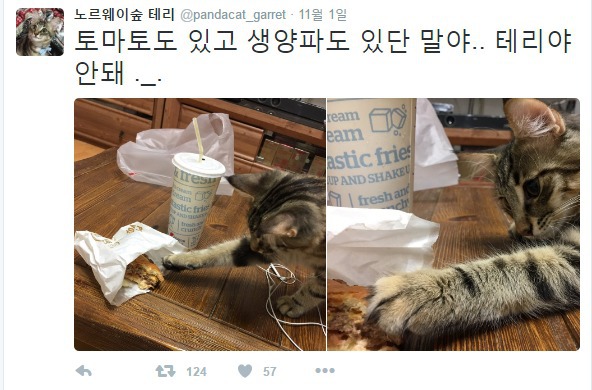 식탐 강한 고양이 | 인스티즈
