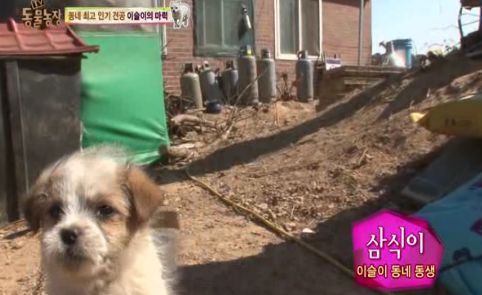 동네 최고 인기견 이슬이 ㅋㅋㅋㅋ.jpg | 인스티즈