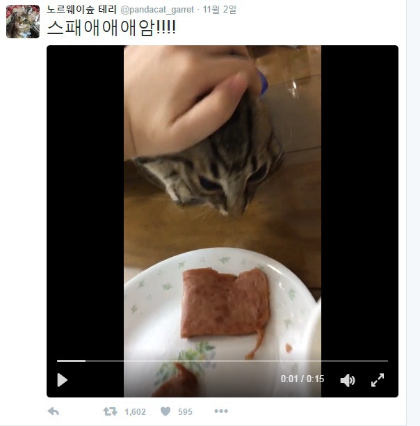 식탐 강한 고양이 | 인스티즈